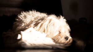 Mejores camas para perros: guía de compra 2026