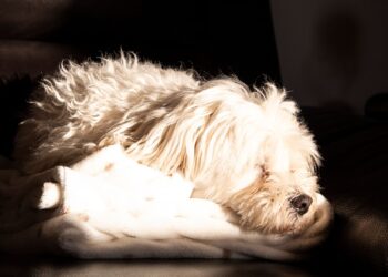 Perro dormido plácidamente en una cama mullida, una de las mejores camas para perros