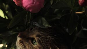 Gato olfateando flores en casa, ejemplo del riesgo de las plantas tóxicas para gatos