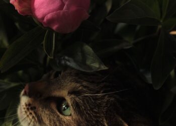 Gato olfateando flores en casa, ejemplo del riesgo de las plantas tóxicas para gatos