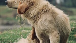 Alergias en perros: síntomas, tipos y cómo tratarlas
