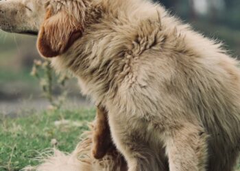 Perro rascándose en el campo, un síntoma habitual de las alergias en perros