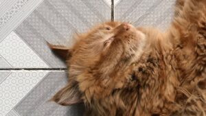 Gato tumbado sobre baldosas frescas en verano, uno de los trucos para refrescar a un gato del calor