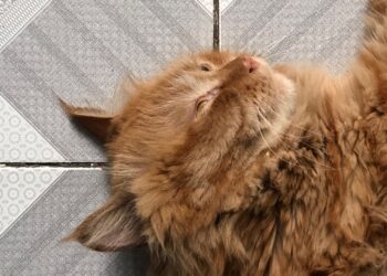 Gato tumbado sobre baldosas frescas en verano, uno de los trucos para refrescar a un gato del calor