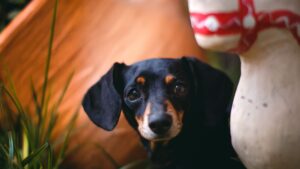 Teckel o perro salchicha: carácter, tamaños y cuidados