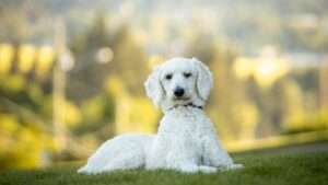 Caniche: características, temperamento y cuidados