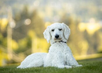 Caniche de pelo rizado tumbado sobre la hierba en un parque