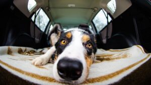 Viajar con perro en coche: normativa DGT y seguridad