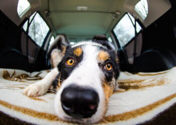 Perro border collie tumbado en el asiento trasero antes de viajar con perro en coche