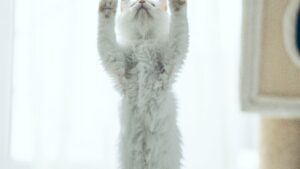 Cómo cuidar un gatito: guía completa primeros meses