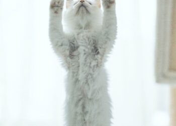 Gatito pequeño jugando en casa, ejemplo de cómo cuidar un gatito en sus primeros meses