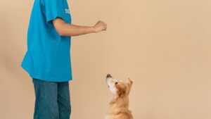 Clicker para perros: qué es y cómo usarlo paso a paso