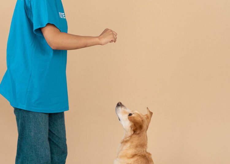 Mujer adiestrando a su perro con clicker para perros y refuerzo positivo en casa
