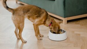 Dieta BARF para perros: qué es, beneficios y riesgos