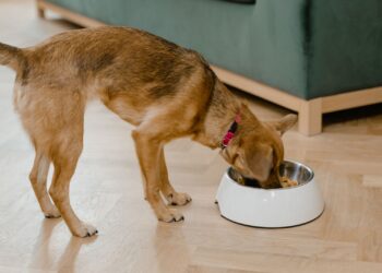 Perro comiendo su ración de dieta BARF en un comedero en casa