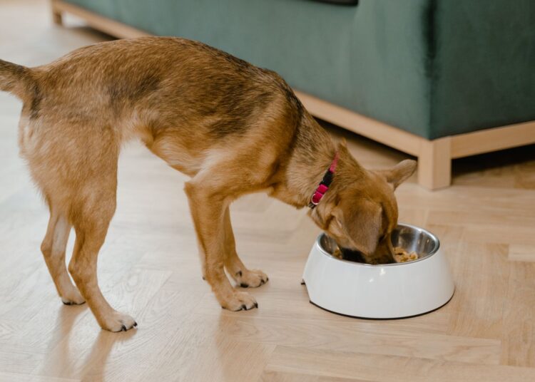 Perro comiendo su ración de dieta BARF en un comedero en casa