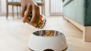 Comida casera para perros: recetas y qué evitar