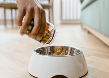 Comida casera para perros servida en un cuenco sobre el suelo