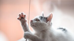 Adiestrar a un gato: trucos, órdenes y límites en casa
