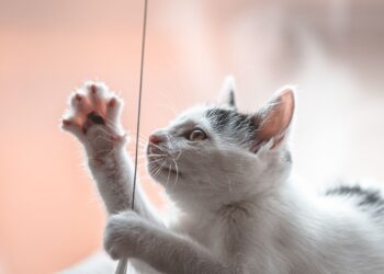 Gato jugando con una cuerda durante una sesión para adiestrar a un gato en casa