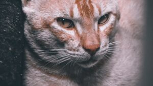 Gatos y bebés: cómo preparar una convivencia segura