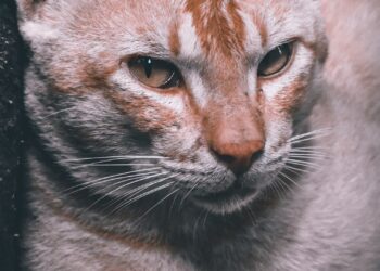 Gato tranquilo descansando en casa, clave para la convivencia entre gatos y bebés
