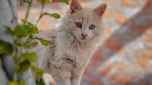 Gato angora turco: carácter, cuidados y precio