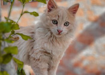 Gato angora turco de pelaje claro y sedoso posando en un jardín soleado