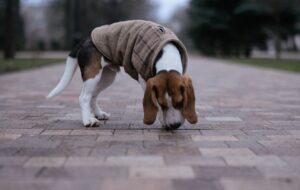 Juegos de olfato para perros: ideas caseras y beneficios