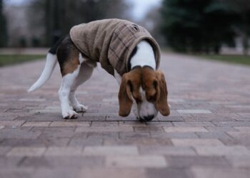 Perro beagle olfateando el suelo durante uno de los juegos de olfato para perros
