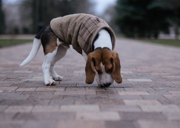 Perro beagle olfateando el suelo durante uno de los juegos de olfato para perros