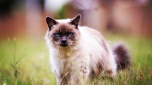 Gato Sagrado de Birmania: carácter, cuidados y precio