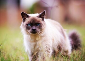 Gato Sagrado de Birmania de ojos azules y guantes blancos descansando sobre hierba verde