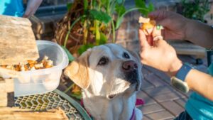 Adiestrar a un perro adulto: guía paso a paso en casa