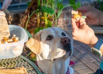 Mujer premiando con comida a su perro adulto durante una sesión de adiestramiento al aire libre