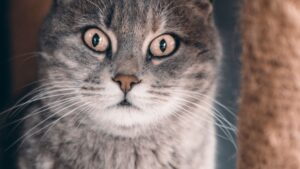 Estrés en gatos: señales, causas y cómo reducirlo