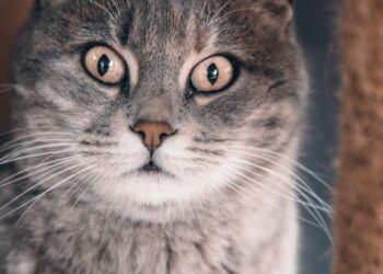 Gato gris de interior con mirada alerta, una de las señales de estrés en gatos