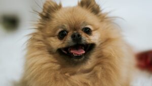 Perro pomerania de manto naranja sentado sobre una alfombra blanca en el interior de una casa