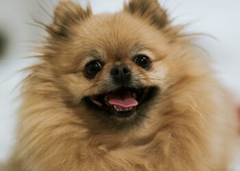 Perro pomerania de manto naranja sentado sobre una alfombra blanca en el interior de una casa