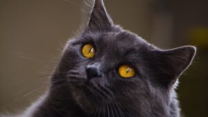 Gato cartujo de manto azul grisáceo y ojos color cobre mirando a cámara