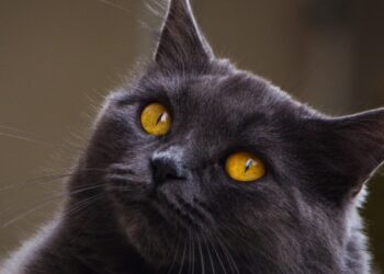 Gato cartujo de manto azul grisáceo y ojos color cobre mirando a cámara