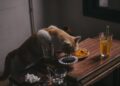 Gato comiendo de un plato, alimentación de gatos esterilizados con la ración diaria controlada