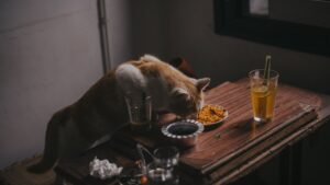 Alimentación de gatos esterilizados: pienso y cantidades