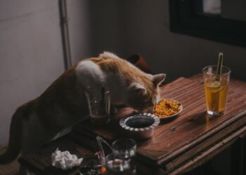 Gato comiendo de un plato, alimentación de gatos esterilizados con la ración diaria controlada