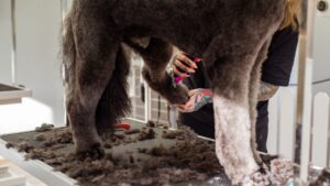 Mejores cepillos para perros: guía de compra 2026