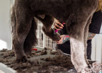 Cepillos para perros: peluquero canino cuidando el pelo de un perro grande durante una sesión de cepillado