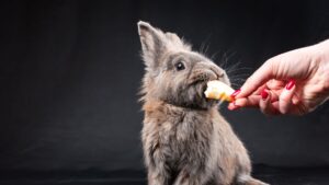 Conejo como mascota para niños: cuidados y jaula