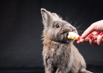 Conejo como mascota comiendo de la mano de una persona en casa