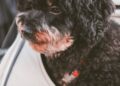 Perro pequeño dentro de un transportín blando, listo para viajar con perro en avión