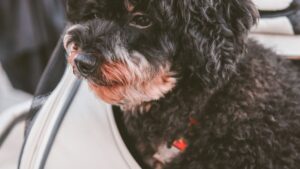 Viajar con perro en avión: normas, precios y transportín